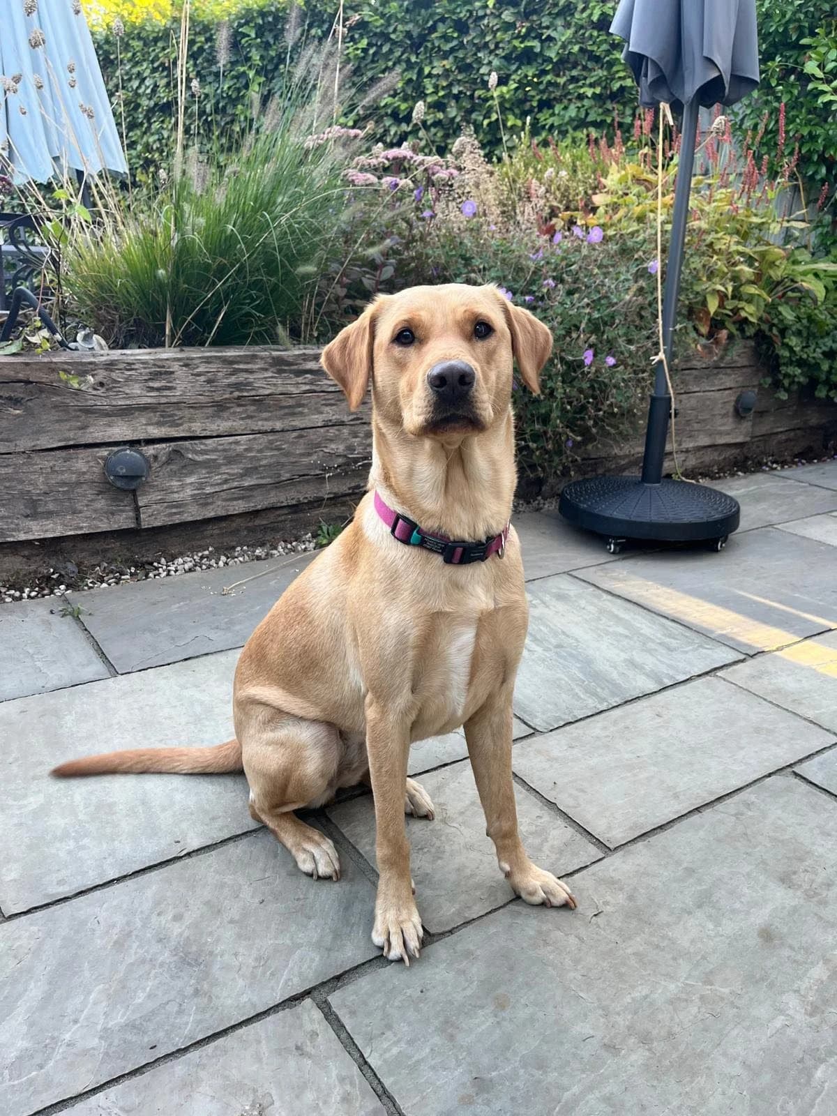 Erin, female Mixed Breed for adoption at BeKind Rescue