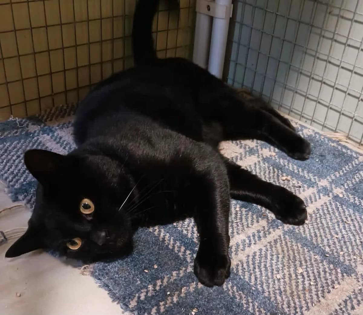 Rascal,  6yo Mixed Breed for adoption at Bentham Pet Rescue
