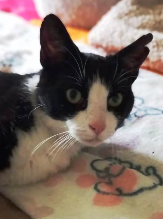 Prince, Mixed Breed (Bentham Pet Rescue)
