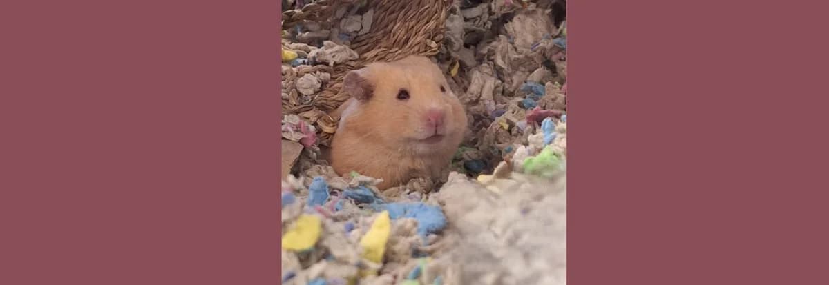 Jilly – hamster for adoption, female young Mixed Breed for adoption at Berwick Animal Rescue Kennels (BARK)