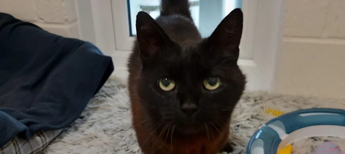 Ken – Adopt this Black Beauty, male Mixed Breed for adoption at Berwick Animal Rescue Kennels (BARK)