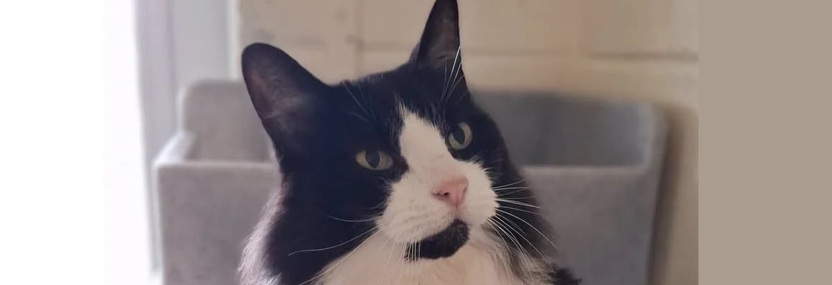 Chunk – Beautiful cat for rehoming, male Mixed Breed for adoption at Berwick Animal Rescue Kennels (BARK)