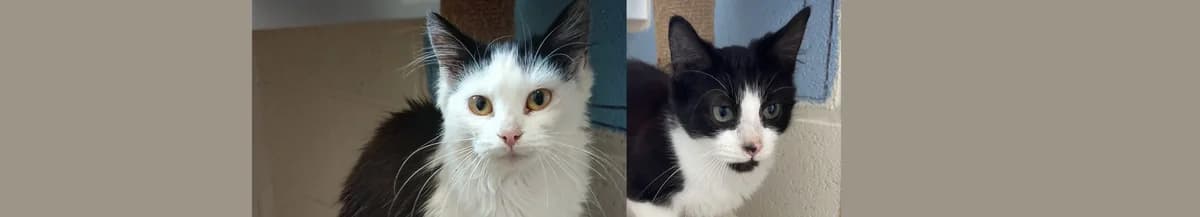 Affectionate cats for rehoming – Gilda and Dotty, female puppy Mixed Breed for adoption at Berwick Animal Rescue Kennels (BARK)