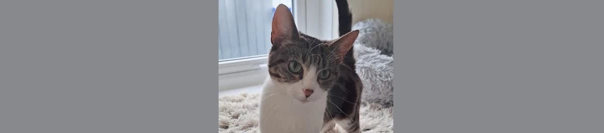 Tabby and White Cat Holly – No further enquiries, female 3yo Mixed Breed for adoption at Berwick Animal Rescue Kennels (BARK)