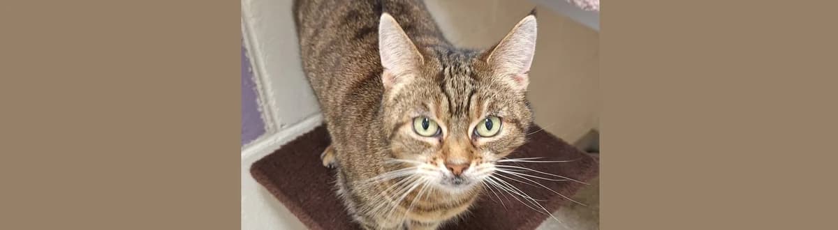 Star by name and nature, female Mixed Breed for adoption at Berwick Animal Rescue Kennels (BARK)
