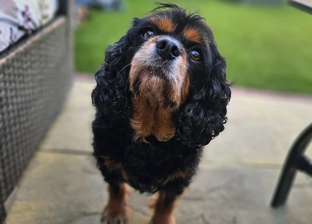 Ted, male senior Cavalier King Charles Spaniel for adoption at Bliss Cavalier Rescue