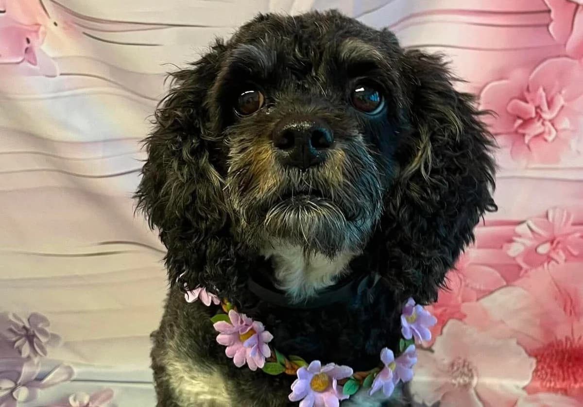 Bella, female 6yo Cavalier King Charles Spaniel for adoption at Bliss Cavalier Rescue