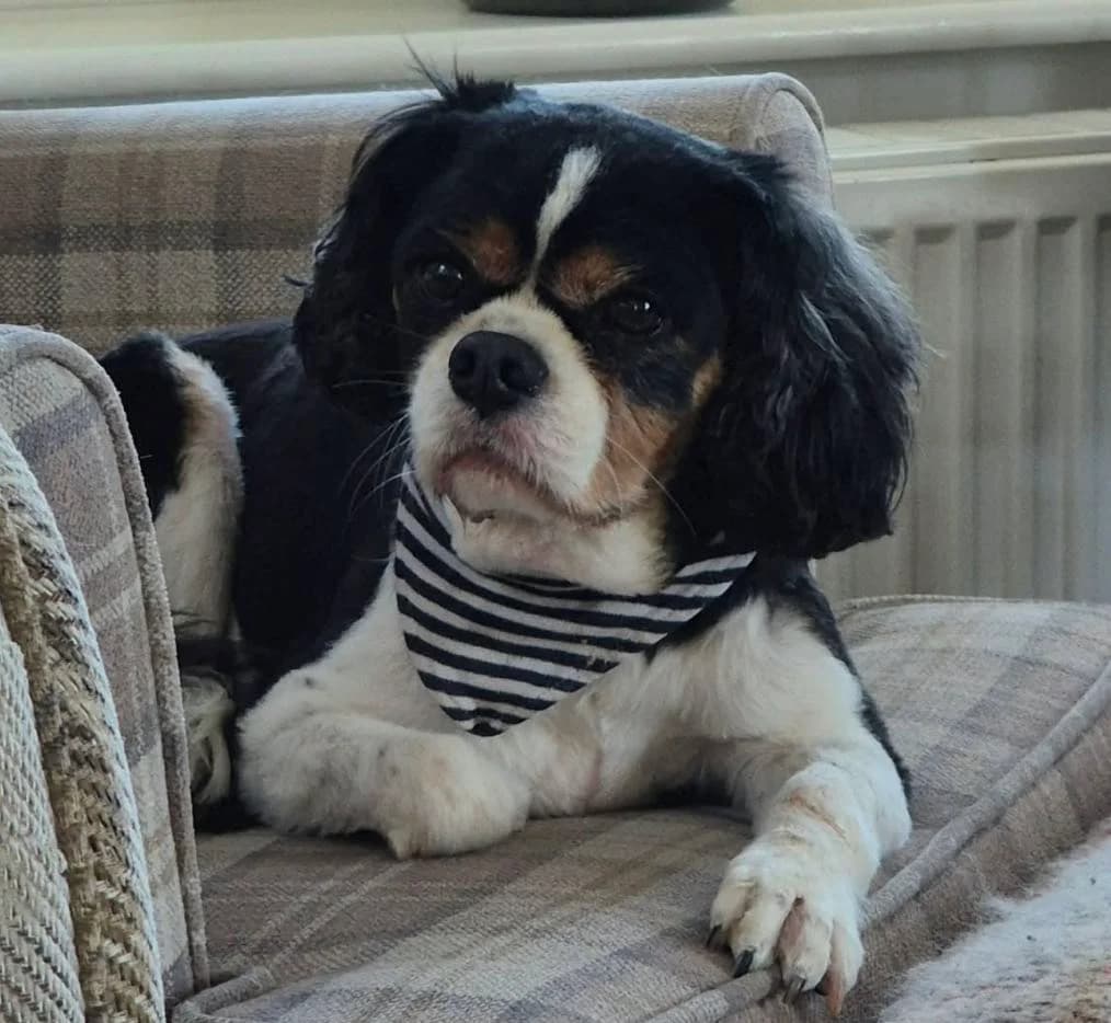 Eli Biscuit, male senior Cavalier King Charles Spaniel for adoption at Bliss Cavalier Rescue