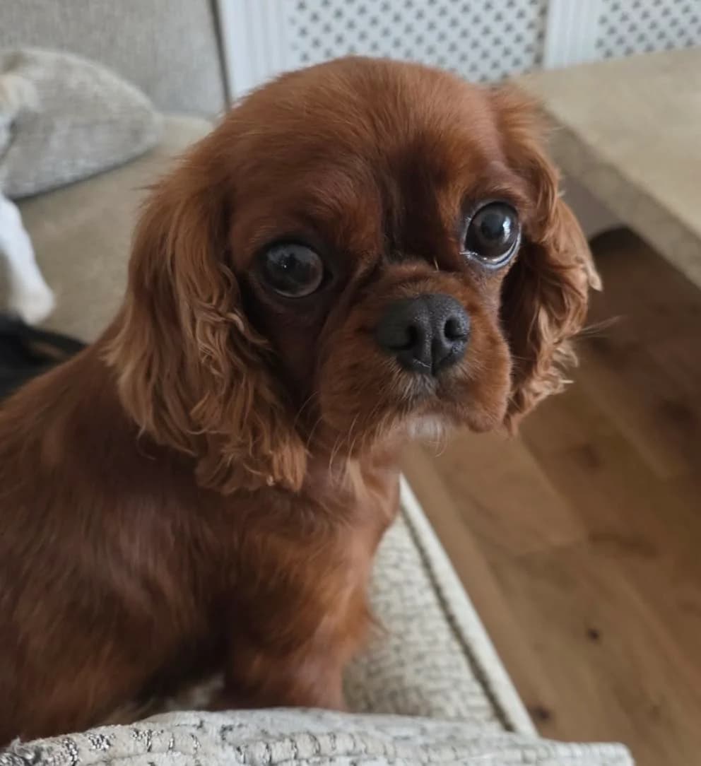 Jura, female 4yo Cavalier King Charles Spaniel for adoption at Bliss Cavalier Rescue