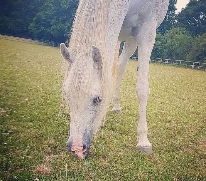 Duke, male senior Mixed Breed for adoption at Blue Acre Horse Rescue