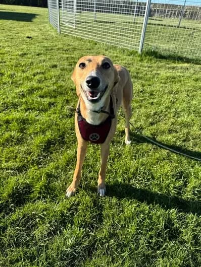 Acorn, female Lurcher for adoption at Blue Cross, London