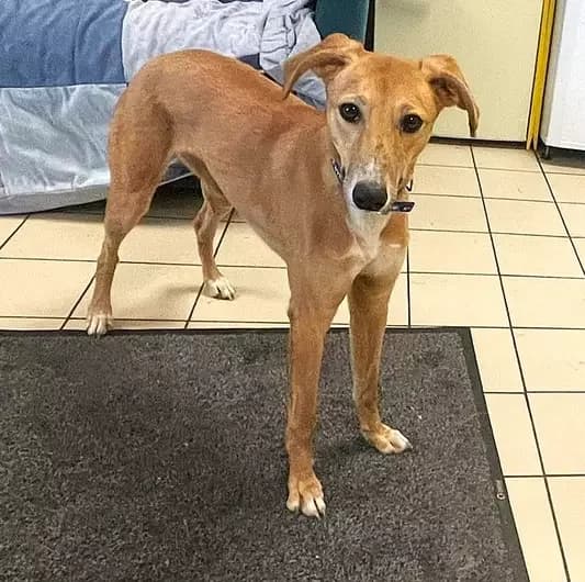 Acorn, female Lurcher for adoption at Blue Cross, London — photo 2 of 2