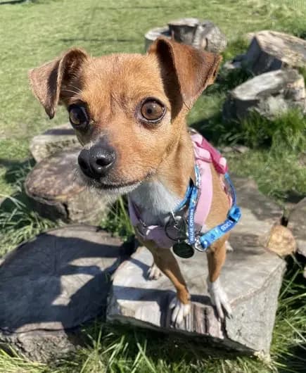 Bella, female Chihuahua for adoption at London
