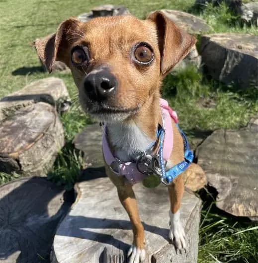 Bella, female Chihuahua for adoption at Blue Cross, London — photo 2 of 2