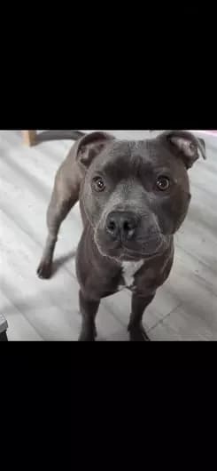 Bluey, male Staffordshire Bull Terrier for adoption at Blue Cross, London