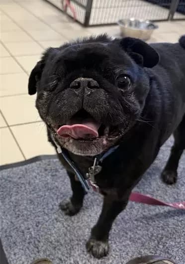Buddy, male Pug for adoption at Blue Cross, London