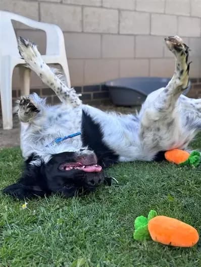 Chase, male English Springer Spaniel for adoption at Blue Cross, London