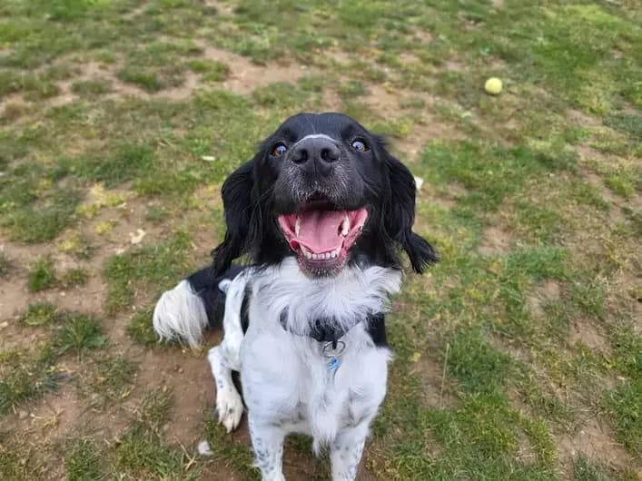 Chase, male English Springer Spaniel for adoption at Blue Cross, London — photo 2 of 2
