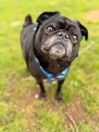 Chip, male Pug for adoption at Blue Cross, London