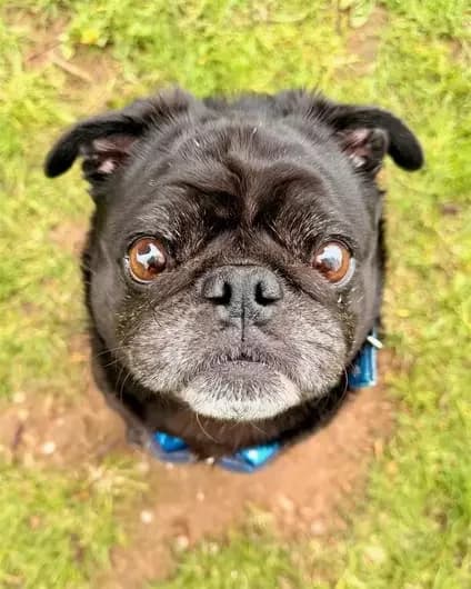 Chip, male Pug for adoption at Blue Cross, London — photo 2 of 2