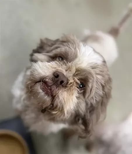 Daisy, female Shih Tzu for adoption at Blue Cross, London