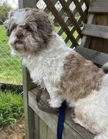Daisy, female Shih Tzu for adoption at Blue Cross, London — photo 2 of 2