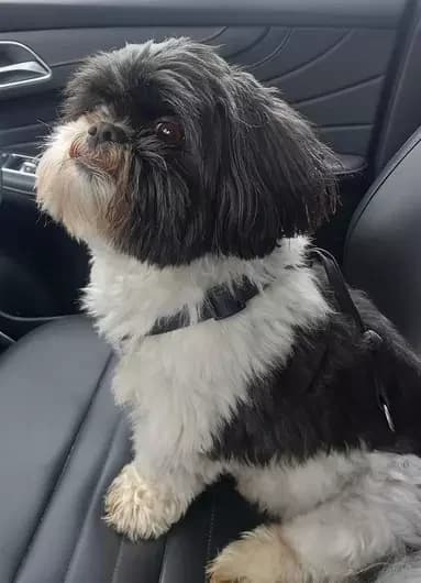 Dennis, male Shih Tzu for adoption at London