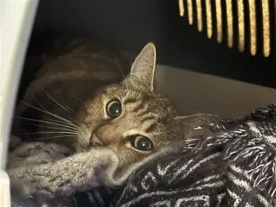 Harlow, male Mixed Breed Cat for adoption at Blue Cross, London