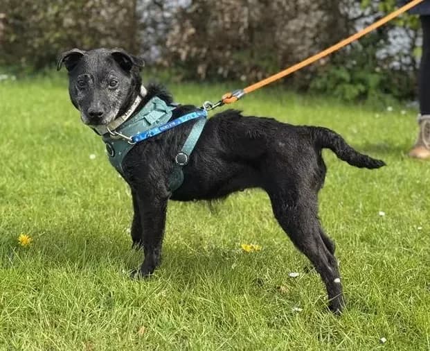 Janet, female Patterdale Terrier for adoption at London