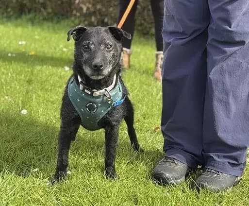 Janet, female Patterdale Terrier for adoption at Blue Cross, London photo 2