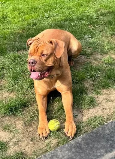 Jenson, male Staffordshire Bull Terrier for adoption at Blue Cross, London