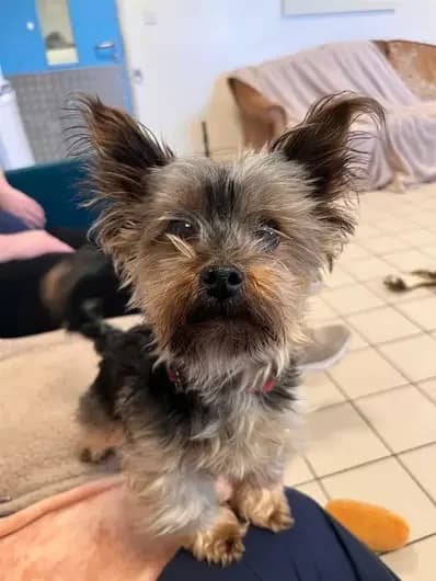 Lexi, female Yorkshire Terrier for adoption at London