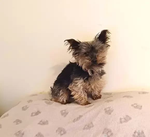 Lexi, female Yorkshire Terrier for adoption at Blue Cross, London — photo 2 of 2