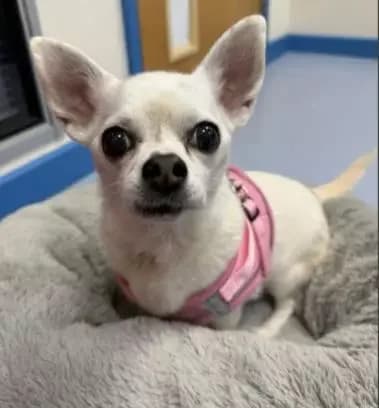 Lucy, female Chihuahua for adoption at Blue Cross, London