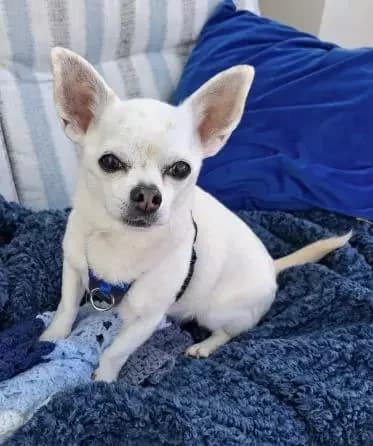 Lucy, female Chihuahua for adoption at Blue Cross, London — photo 2 of 2