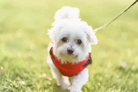Maisie, female Maltese for adoption at Blue Cross, London