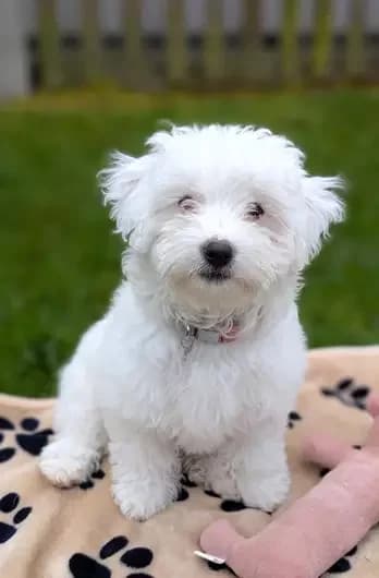 Misty, female Bichon Frisé for adoption at Blue Cross, London