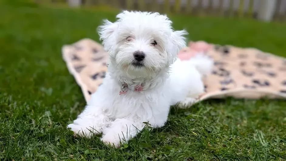 Misty, female Bichon Frisé for adoption at Blue Cross, London — photo 2 of 2