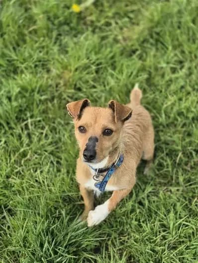 Nigel, male Jack Russell Terrier for adoption at London