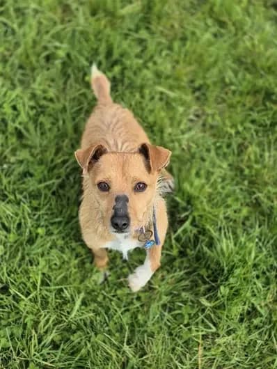 Nigel, male Jack Russell Terrier for adoption at Blue Cross, London photo 2