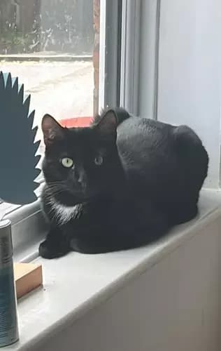 Ollie, male Mixed Breed Cat for adoption at Blue Cross, London — photo 2 of 3