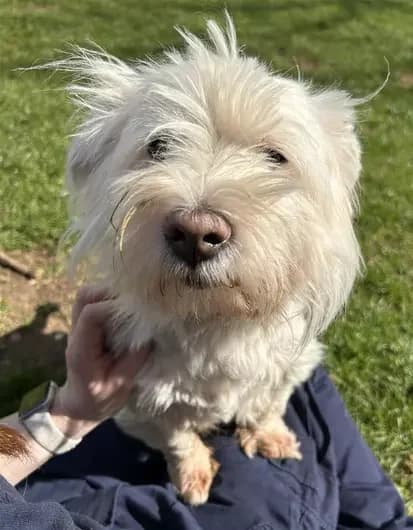 Pippin, female West Highland White Terrier for adoption at Blue Cross, London