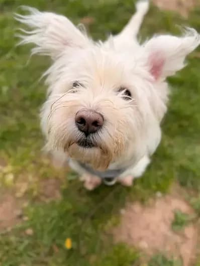 Pippin, female West Highland White Terrier for adoption at Blue Cross, London — photo 2 of 2