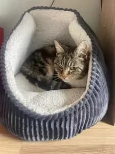 Prince, male Mixed Breed Cat for adoption at Blue Cross, London