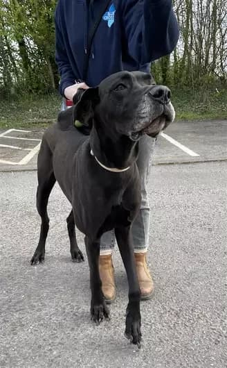 Roo, female Great Dane for adoption at Blue Cross, London