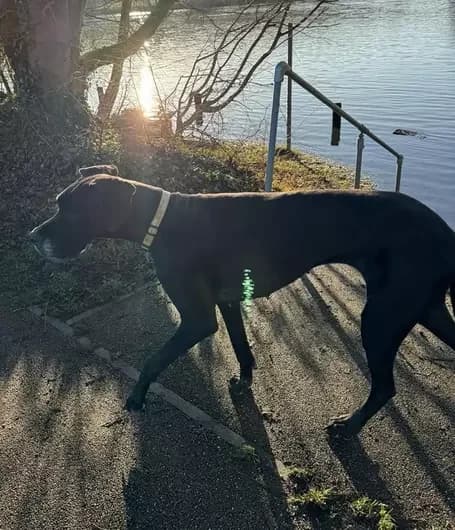 Roo, female Great Dane for adoption at Blue Cross, London — photo 2 of 2