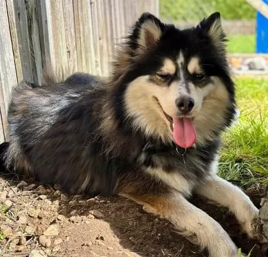 Ruby, female Husky for adoption at Blue Cross, London
