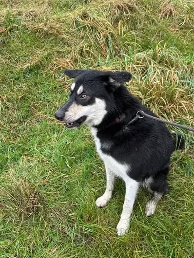 Skye, male Husky for adoption at London