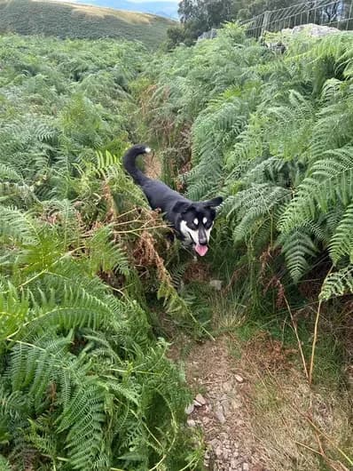 Skye, male Husky for adoption at Blue Cross, London photo 2