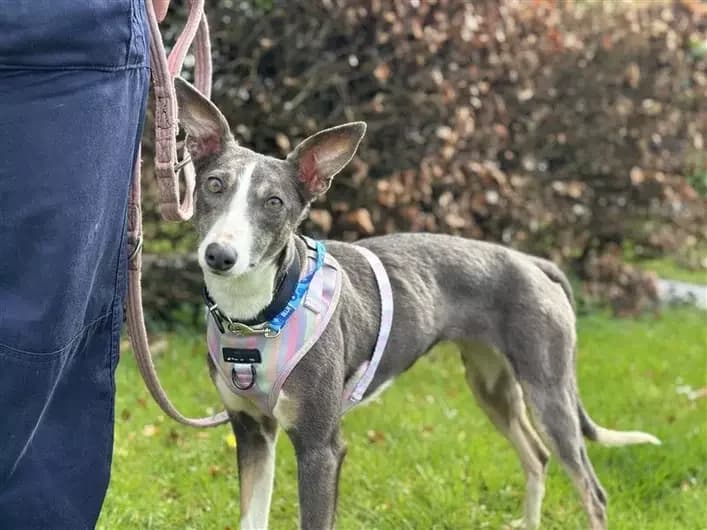 Sparrow, female Whippet for adoption at London